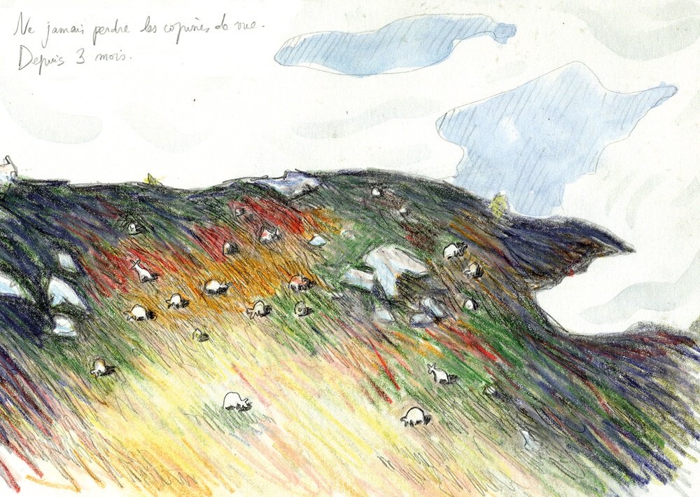 brebis en estive au crayon de couleur, carnet de dessin par Florence Debove bergère biographe
